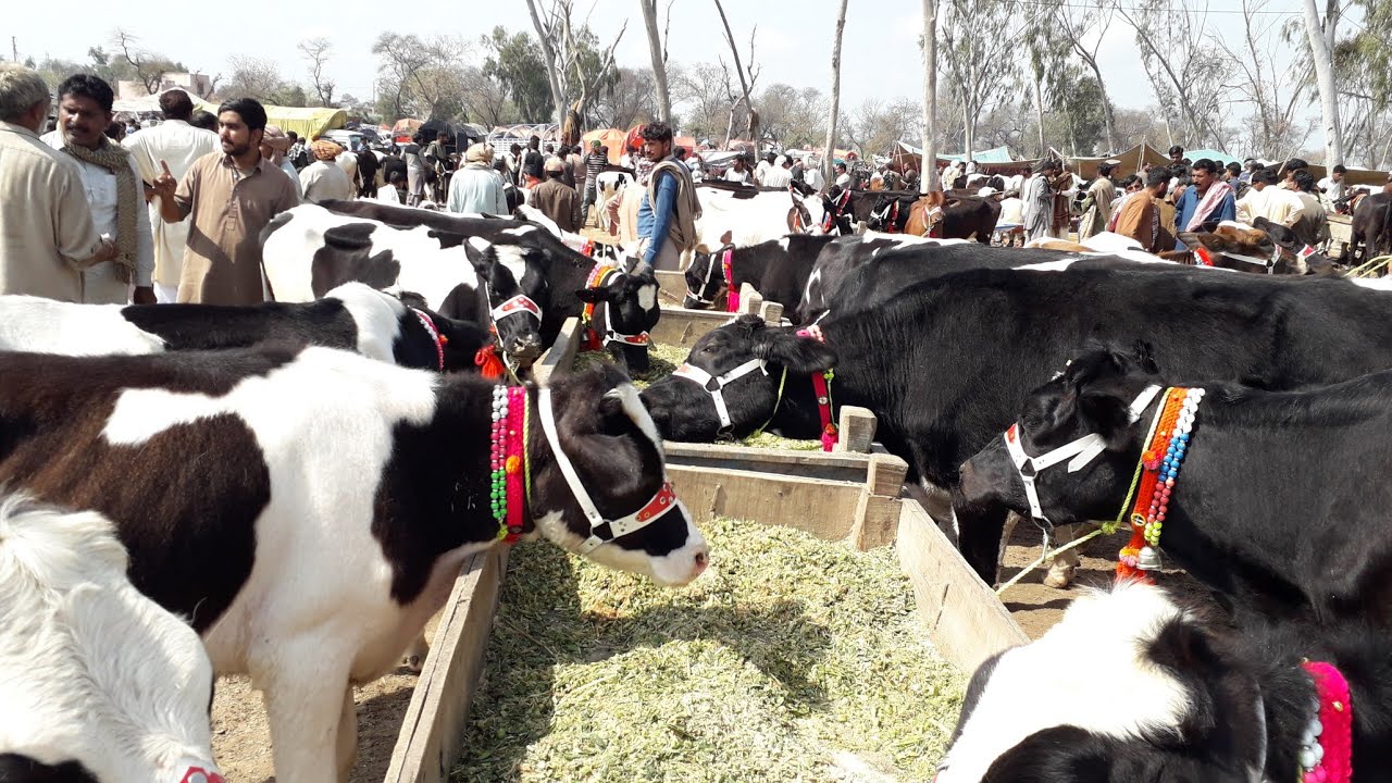 Australian  Frezian, Jersey Cross Bachrian For Sale In Janwar Mandi Doli Shaeed Jhang