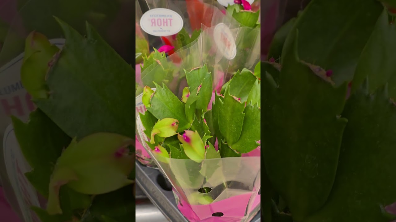 Рига. Модена. Орхидеи. Продуктовый.  Низкая цена.Riga. Modena. Orchids. Grocery. Low price.