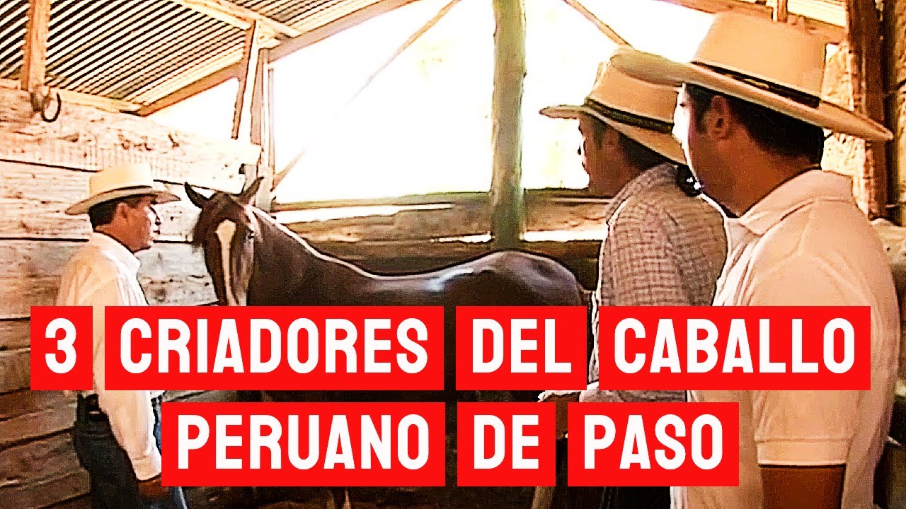 3 criadores del Caballo Peruano de Paso y sus filosofías: parte 2