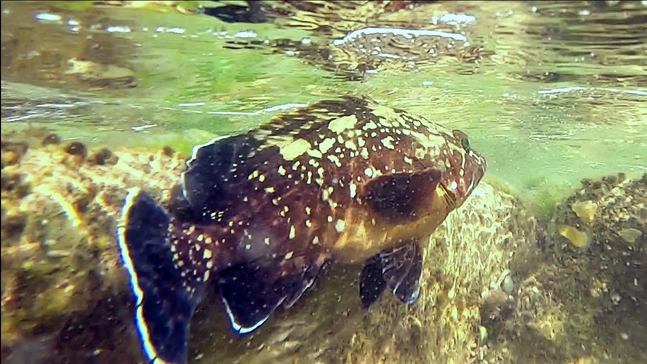 בוקר של לוקוסים אדומים 🐟 ותופעה מוזרה על החוף 🤔 A morning of groupers  EN/HE Sub