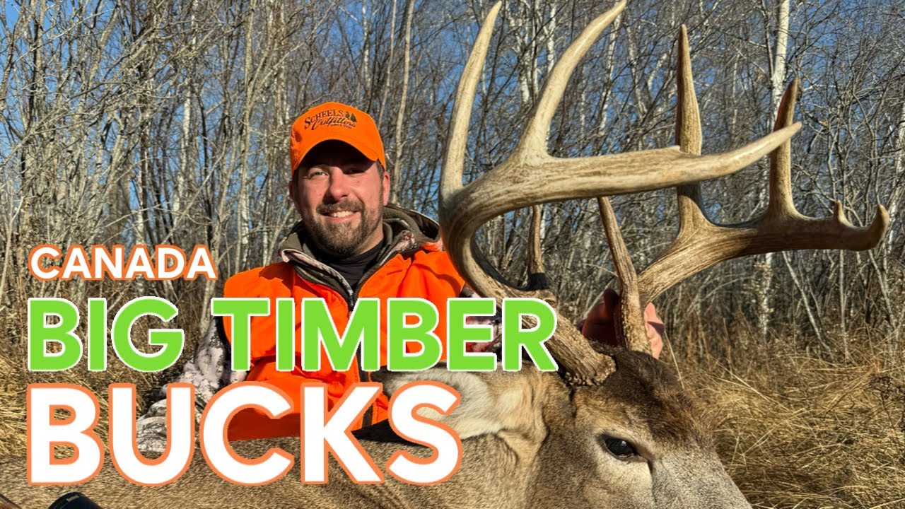 Hunting Big Timber Canadian Bucks