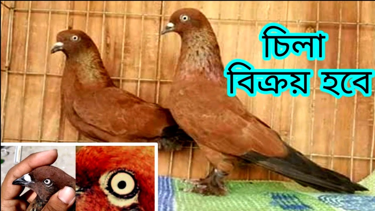 Chila Pigeon For Sell in Bangladesh