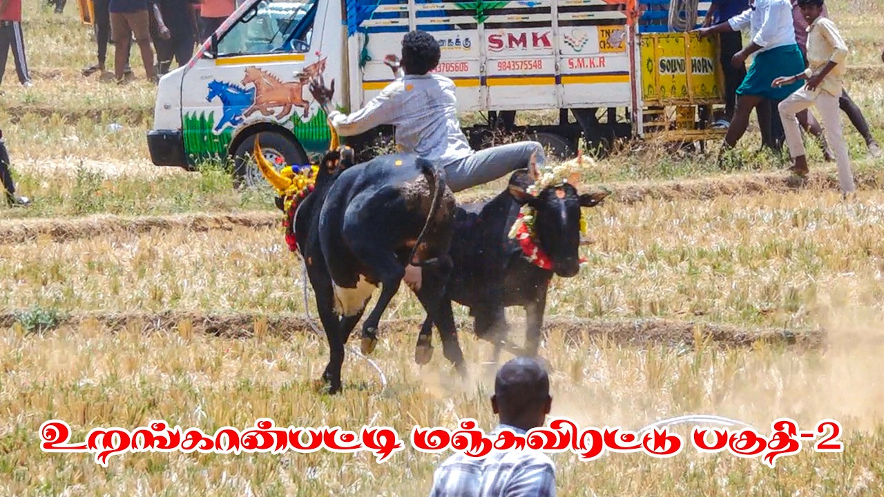 இரண்டு காளைகள் ஒரு வீரன்  உறங்கான்பட்டி மஞ்சுவிரட்டு பகுதி 2