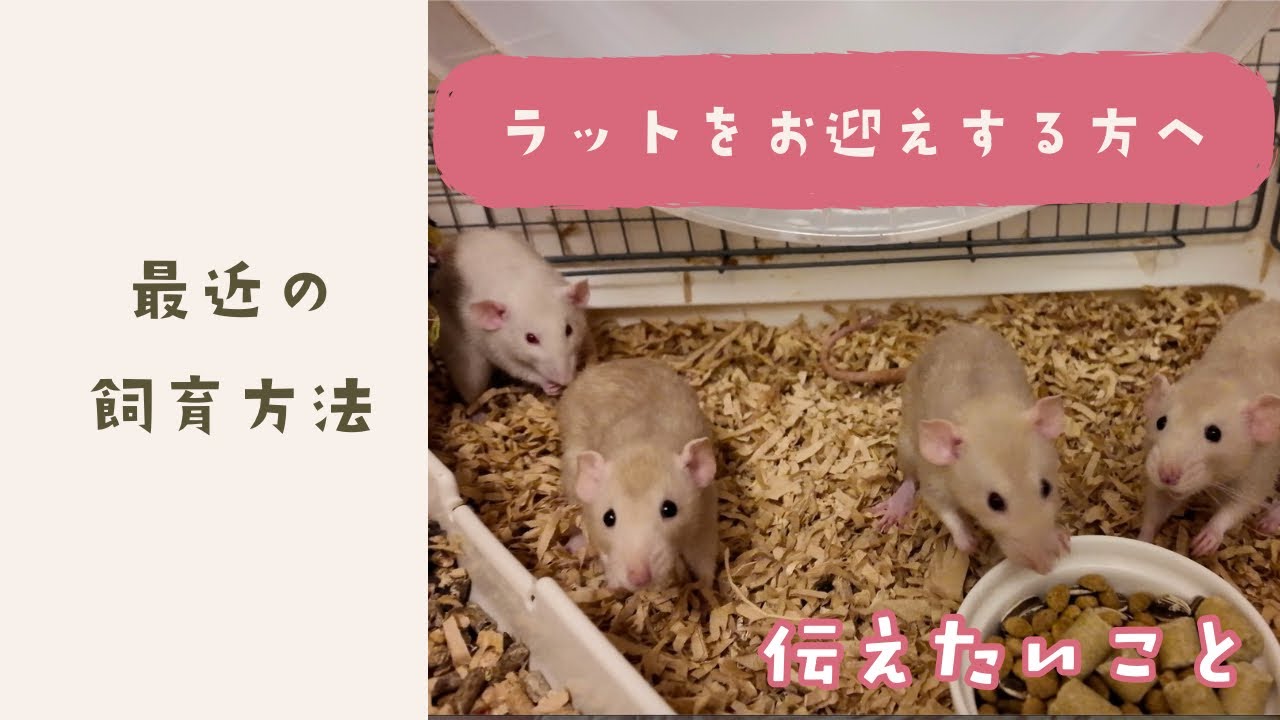 声あり：最近の飼育事情やラットを多頭飼育して思ったこと【ネガティブな話を含む】