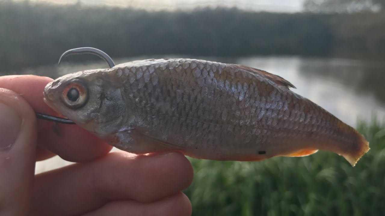 Pike fishing with a Single Hook!