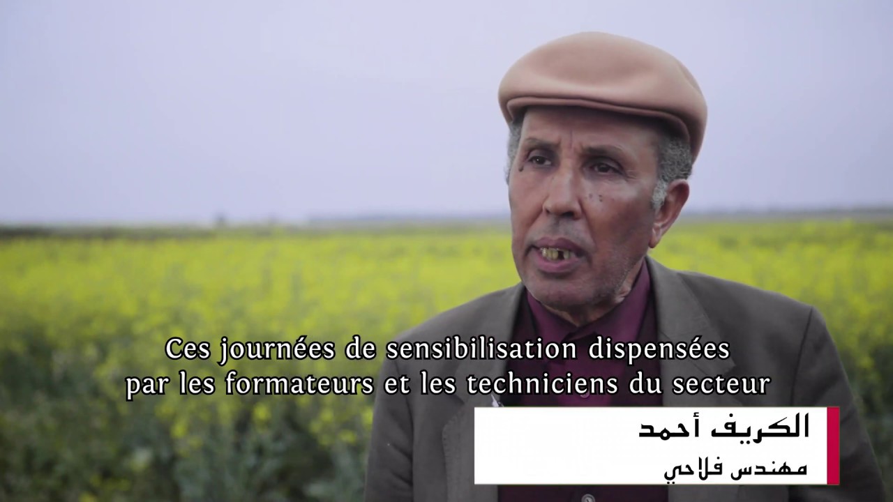 Point de vue d'agriculteurs sur la culture du colza au Maroc / وجهة نظر المزارعين حول زراعة الكولزا