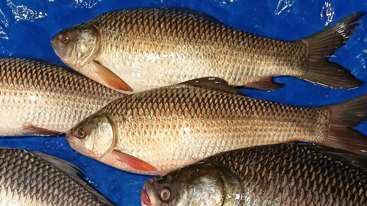 কত বড় বড় মাছ। 