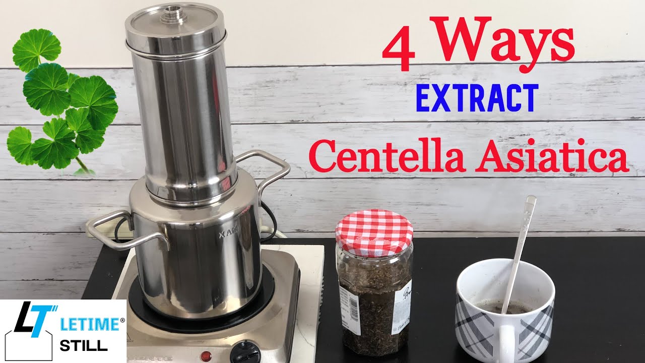Best 4 Ways Extract Centella Asiatica at Home Tea Steam Distillation Tincture How to Use Them