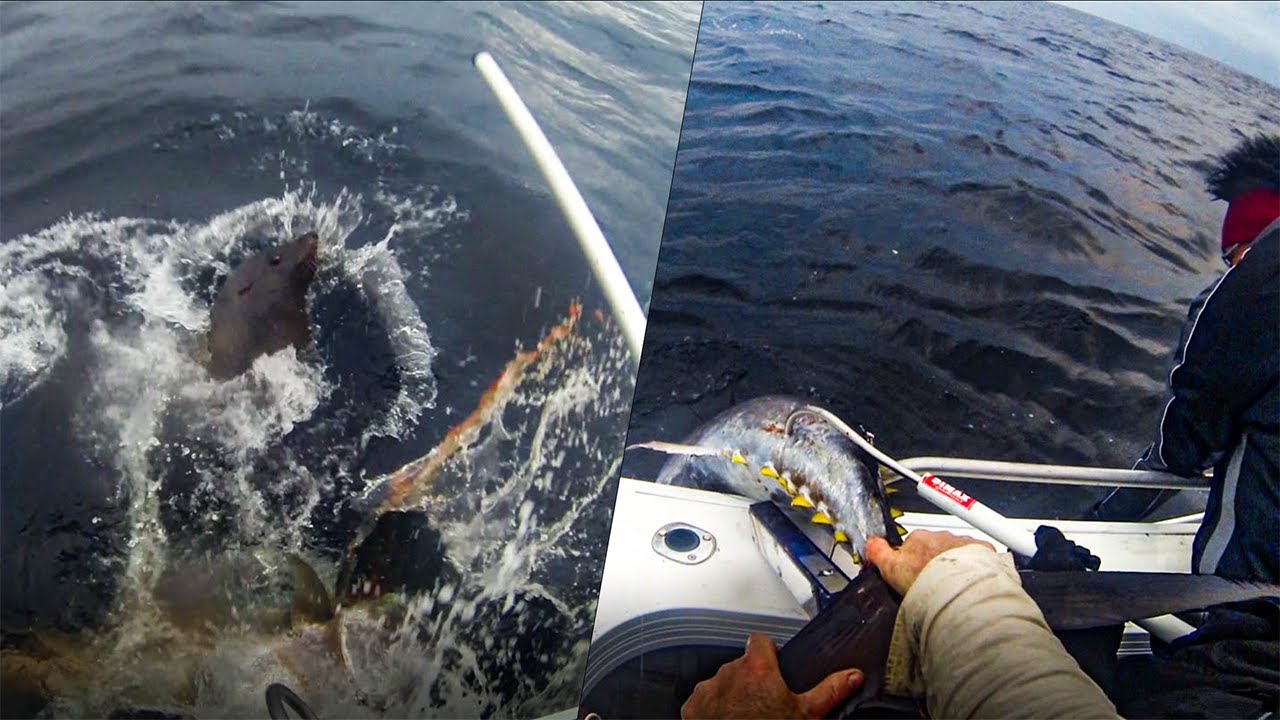 JUMBO BLUEFIN TUNA FISHING (Fighting off seals)-The Dad Special-Ep-4