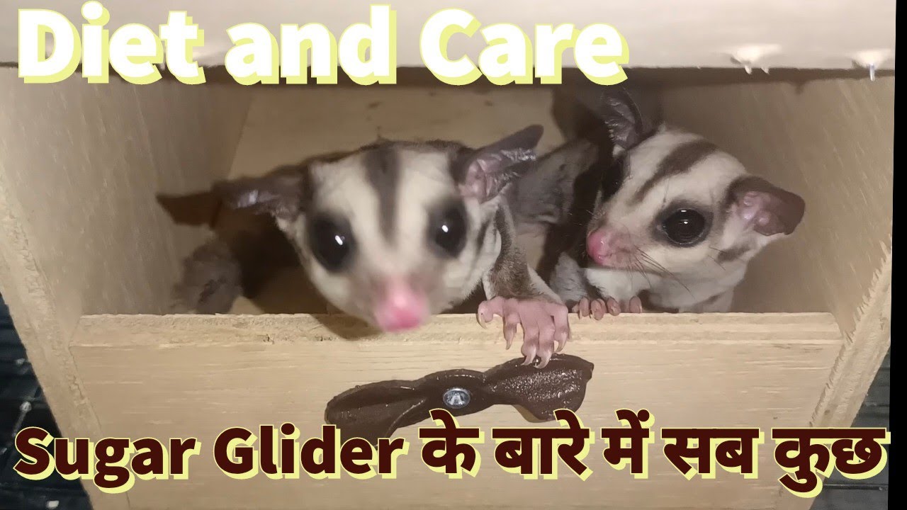 Sugar Glider Information as Pets in Hindi | Diet, Care and Price in India