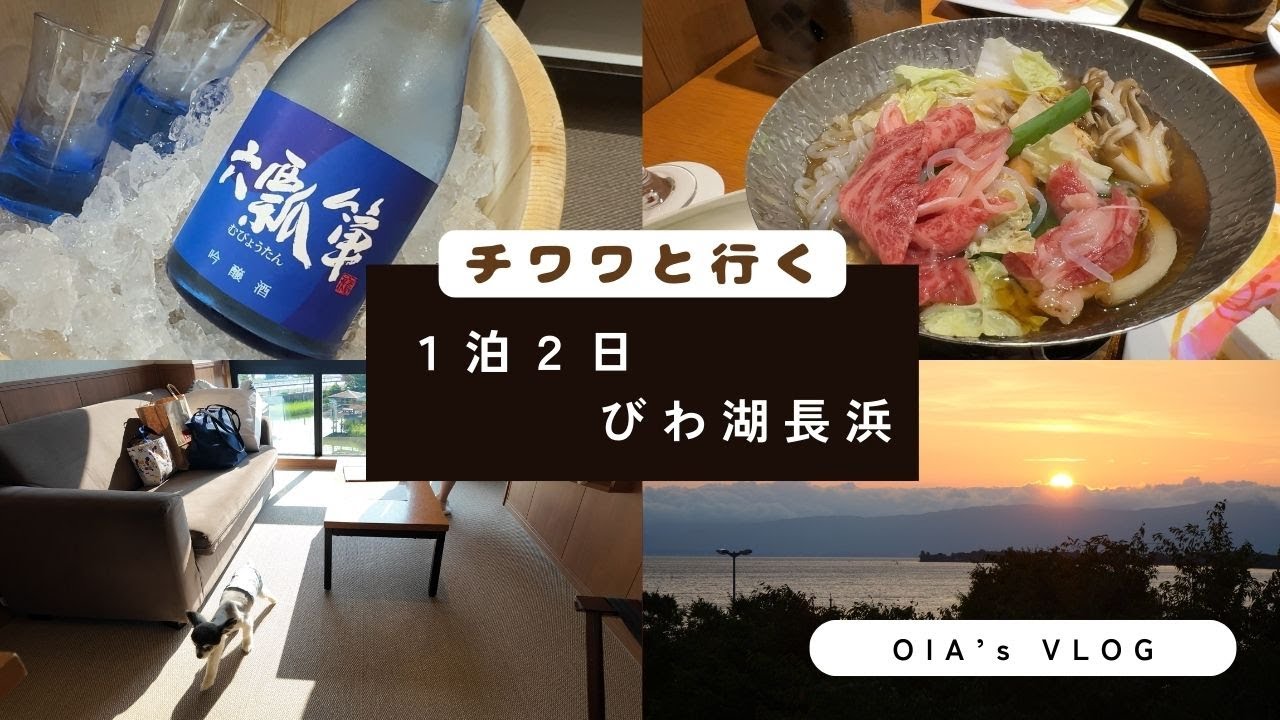 【OIA's Trip】チワワと行く！びわ湖長浜１泊２日【チワワ】