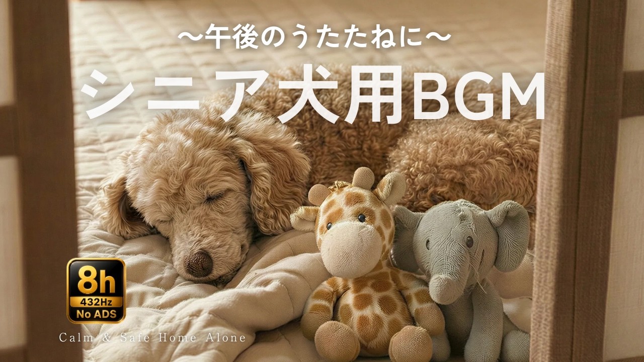 シニア犬の午後のうたたねに｜静かに休める犬用BGM｜8時間｜Calm Dog Music for Senior Dogs｜Afternoon Nap & Rest｜8 Hours