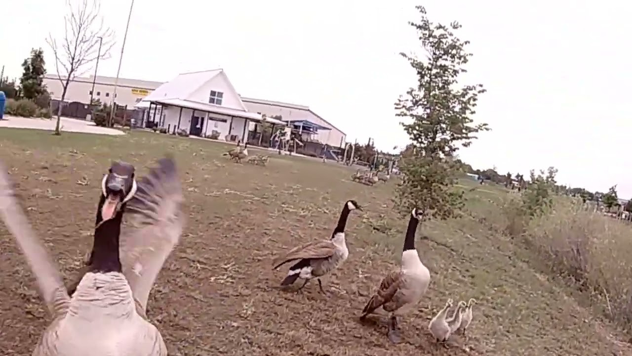 goose attack lol #fpvcrash