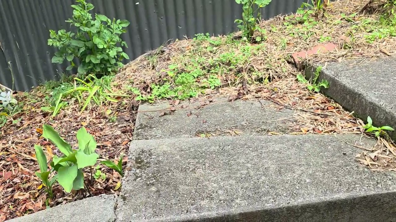My backyard