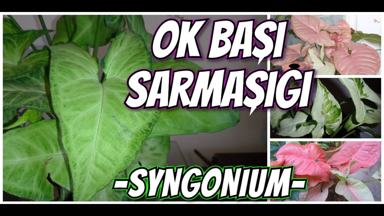 OK BAŞI SARMAŞIĞI BAKIMI // SYNGONIUM