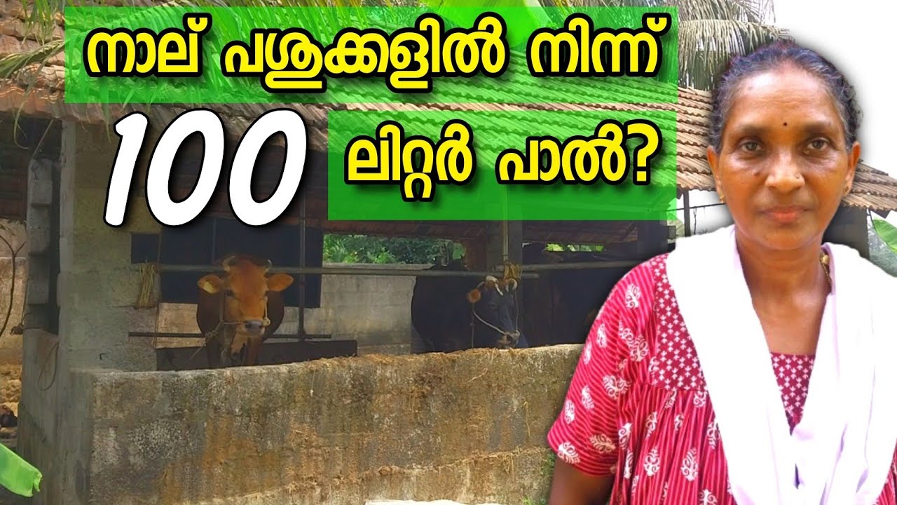 വെറും നാല് പശുക്കളിൽ നിന്നും 100 liter പാൽ? / കുട്ടികളിലെ മുട്ടുകാൽ പഴുപ്പ് ഉണ്ടാവാതിരിക്കാൻ മാർഗം 🥰