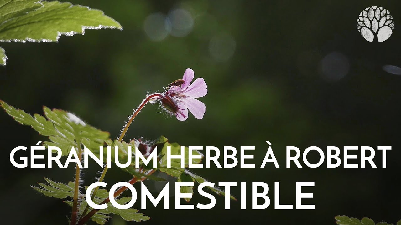 Le géranium herbe à Robert, une plante du système sanguin