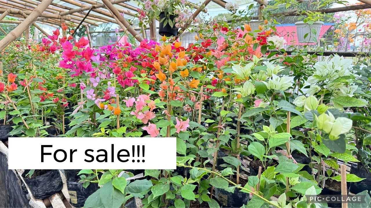 Rooted Bougainvillea for sale here at Royale Garden San Miguel Bulacan
