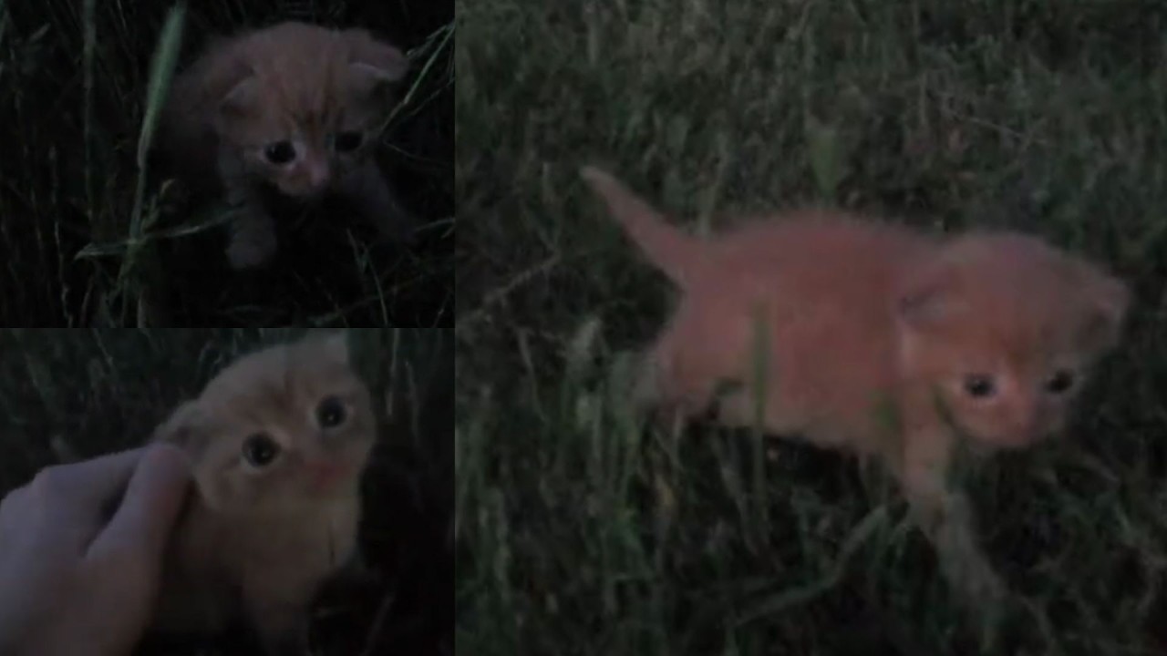 small kitty in grass.mp4 (compilation)