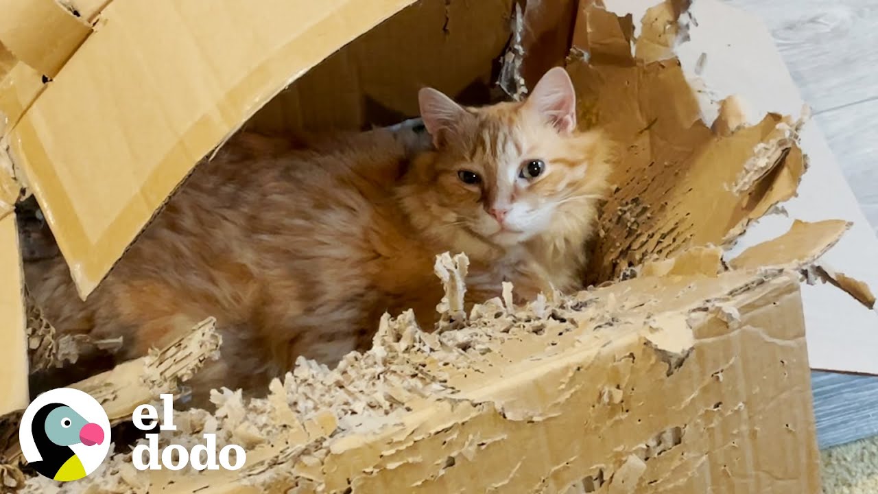Gato atigrado pelirrojo que se enamor&oacute; de una caja triturada | Cat Crazy | El Dodo