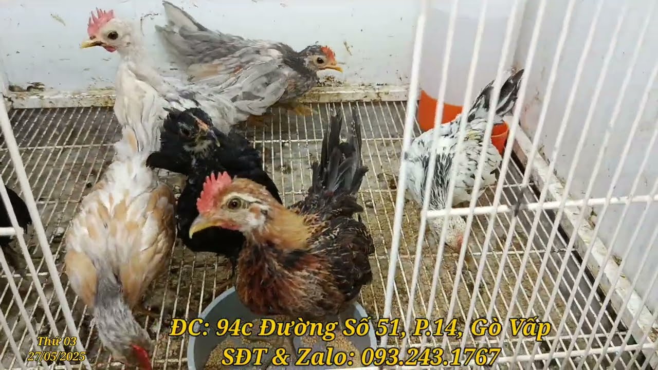 Gà 🐔 rừng bông, 🐔 tre bắc, 🐔 tre mỹ mini, manh manh mai hoa dâu 🍓, yến phụng hà Lan f1, tete quách