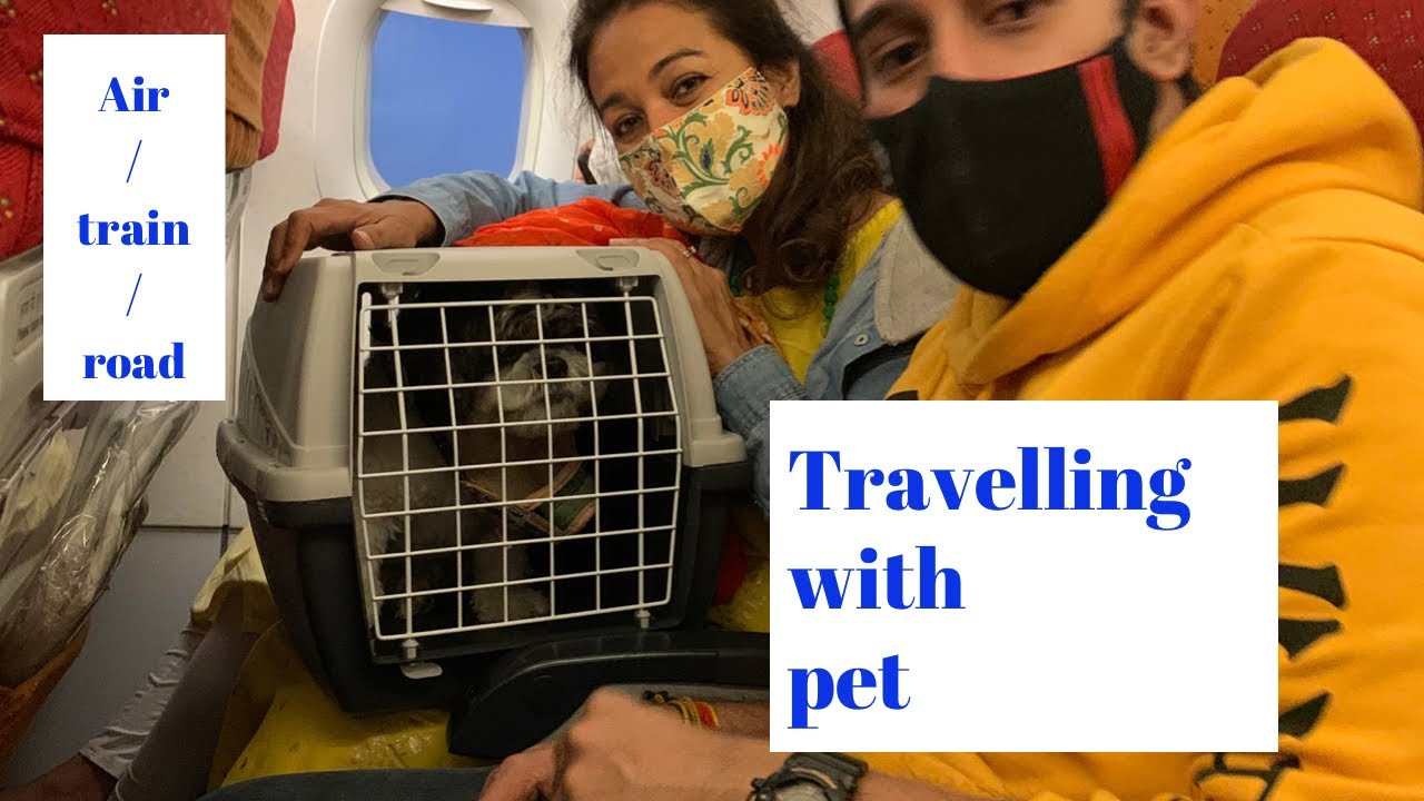 How to travel with pets / flight with Shih tzu / pets in train