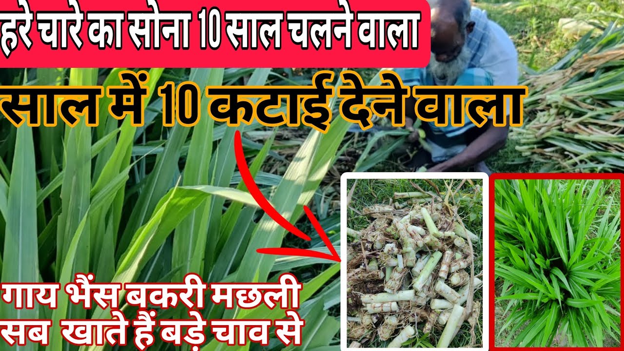 खुजली वाले सुपर नेपियर से हो चुके हैं परेशान तो मक्खन से भी मुलायम इस हरे चारे को लगाकर देखें ||