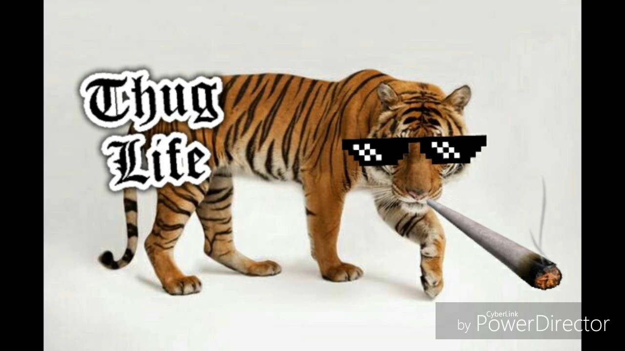 Snoop dog feat dr.dre smoke weed everyday