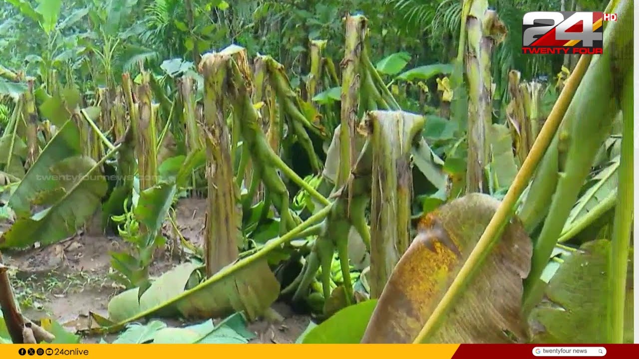 മിന്നൽ ചുഴലി, മലപ്പുറം പോത്തുകൽ മേഖലയിൽ വൻ കൃഷി നാശം | Malappuram | Kerala Rains