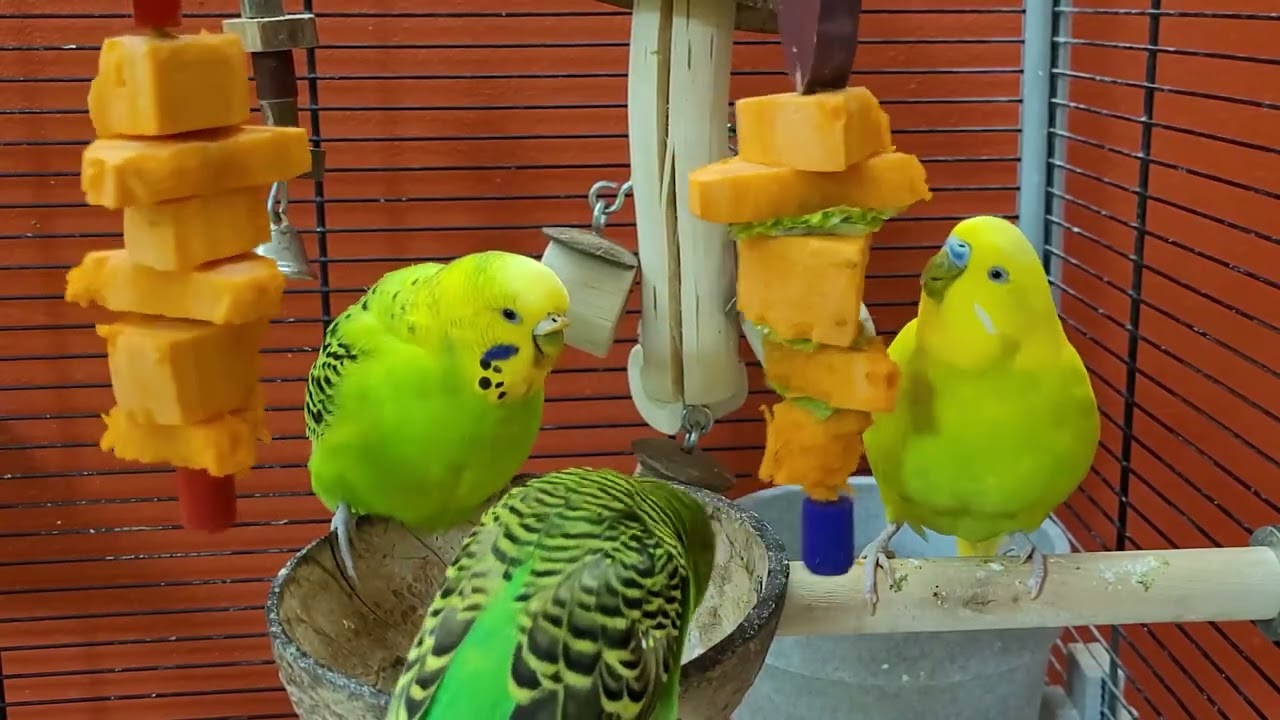 budgie sounds for lonely birds