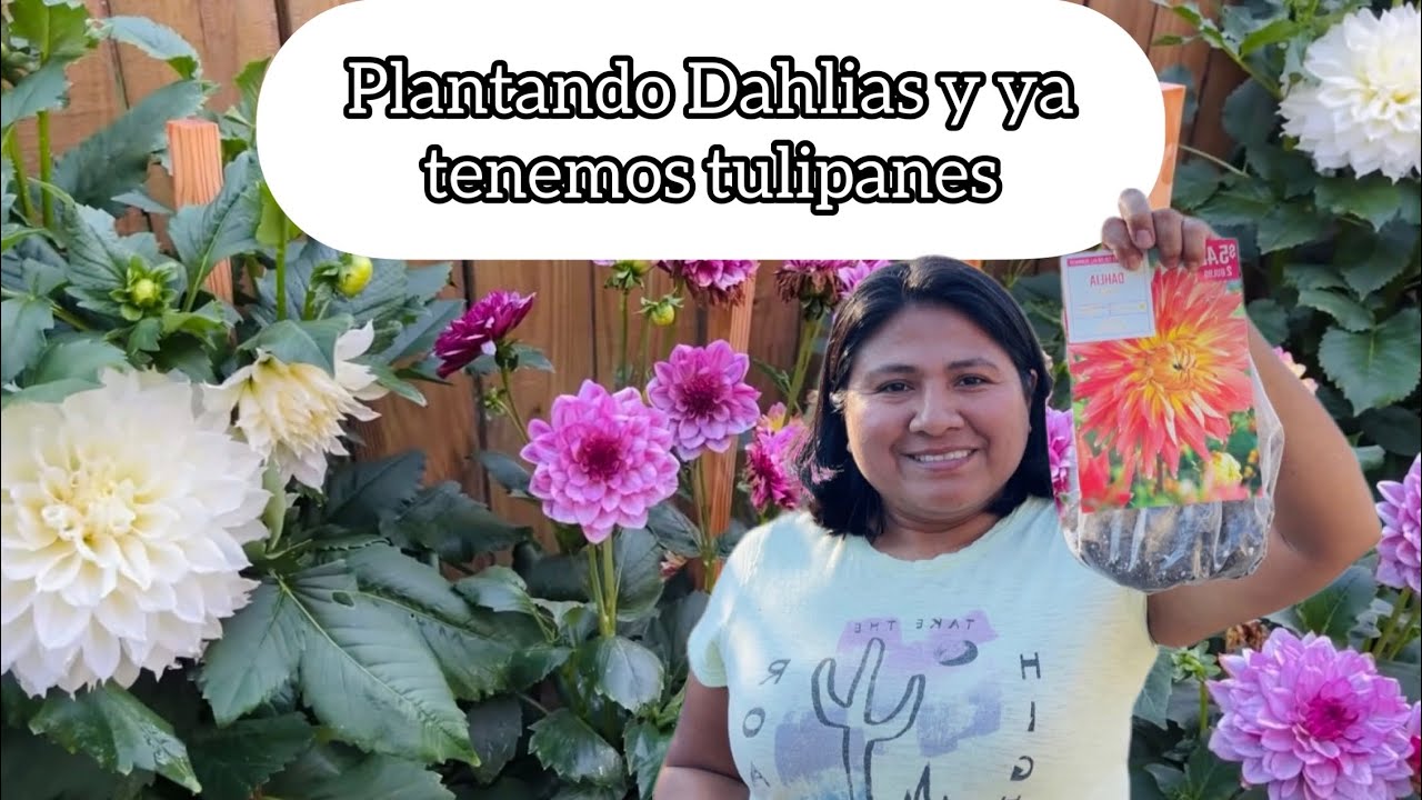 PLANTANDO DAHLIAS  y YA TENEMOS TULIPANES