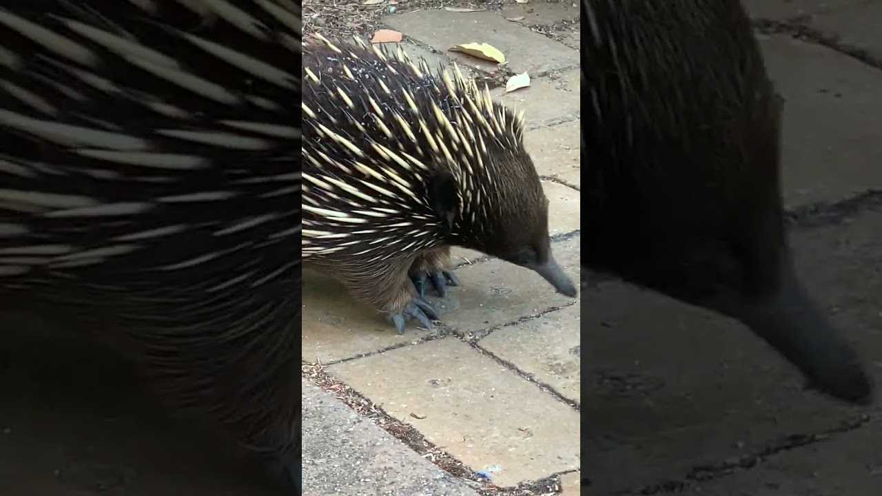 Echidna Eating ants in bricks