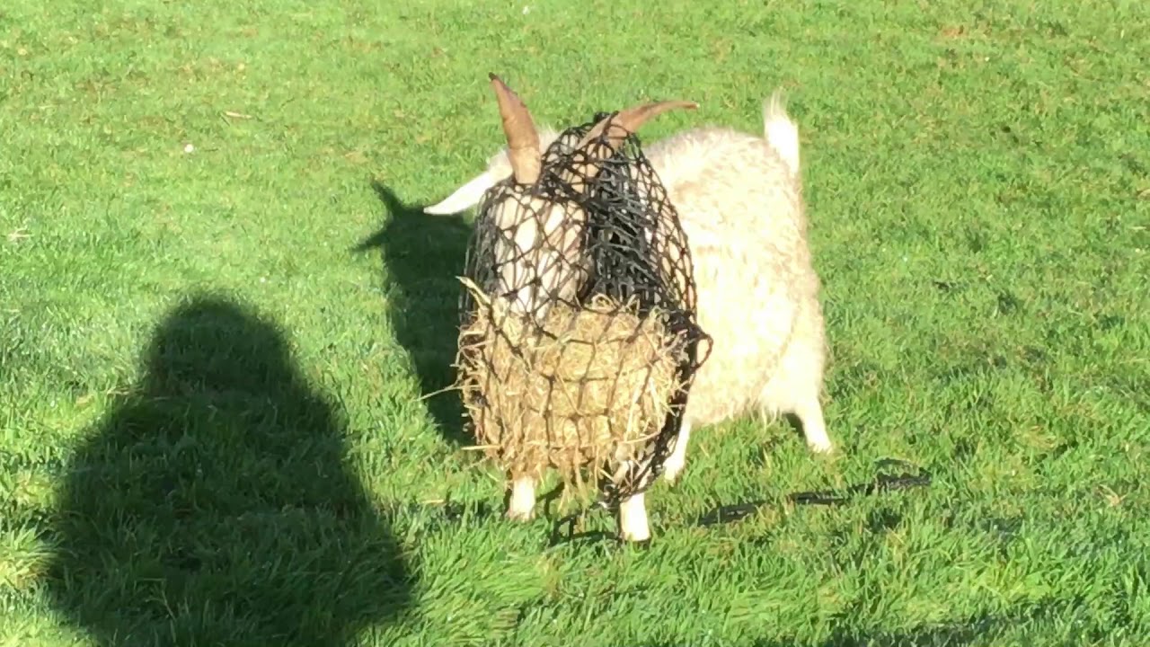 Goat runs into trouble - Hay net on the run!