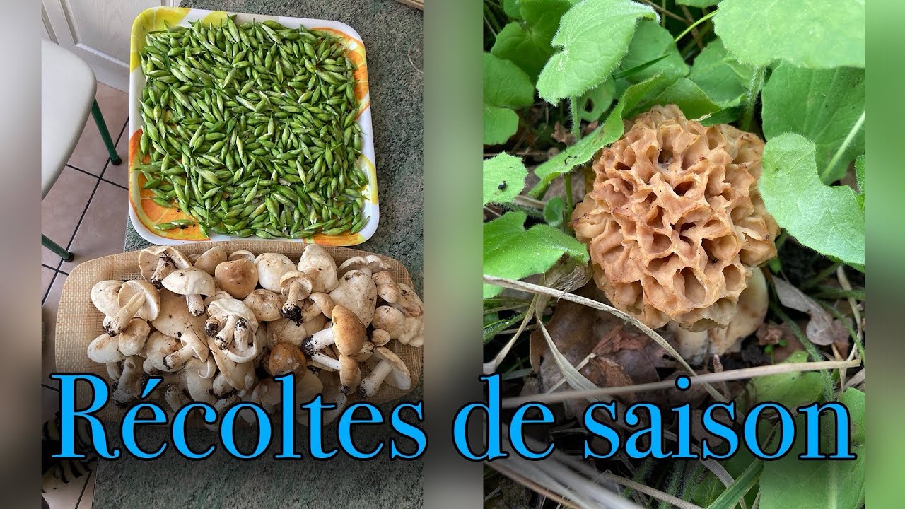 Morilles 2024 / tricolome de la st Georges