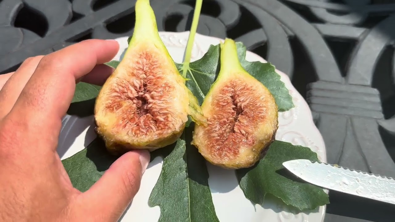 Lounge D’aout Breba Fig