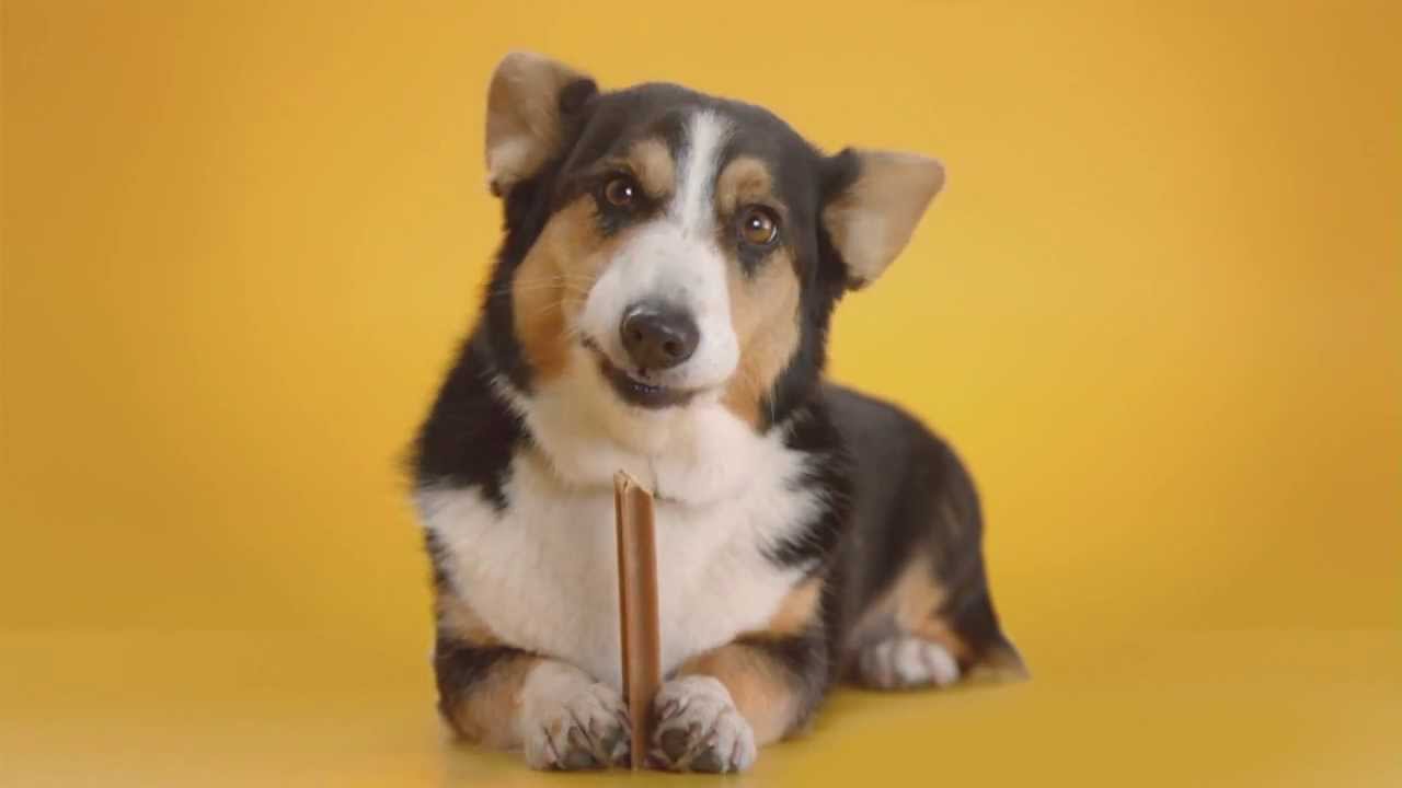 Comercial PEDIGREE® DentaStix® 2015