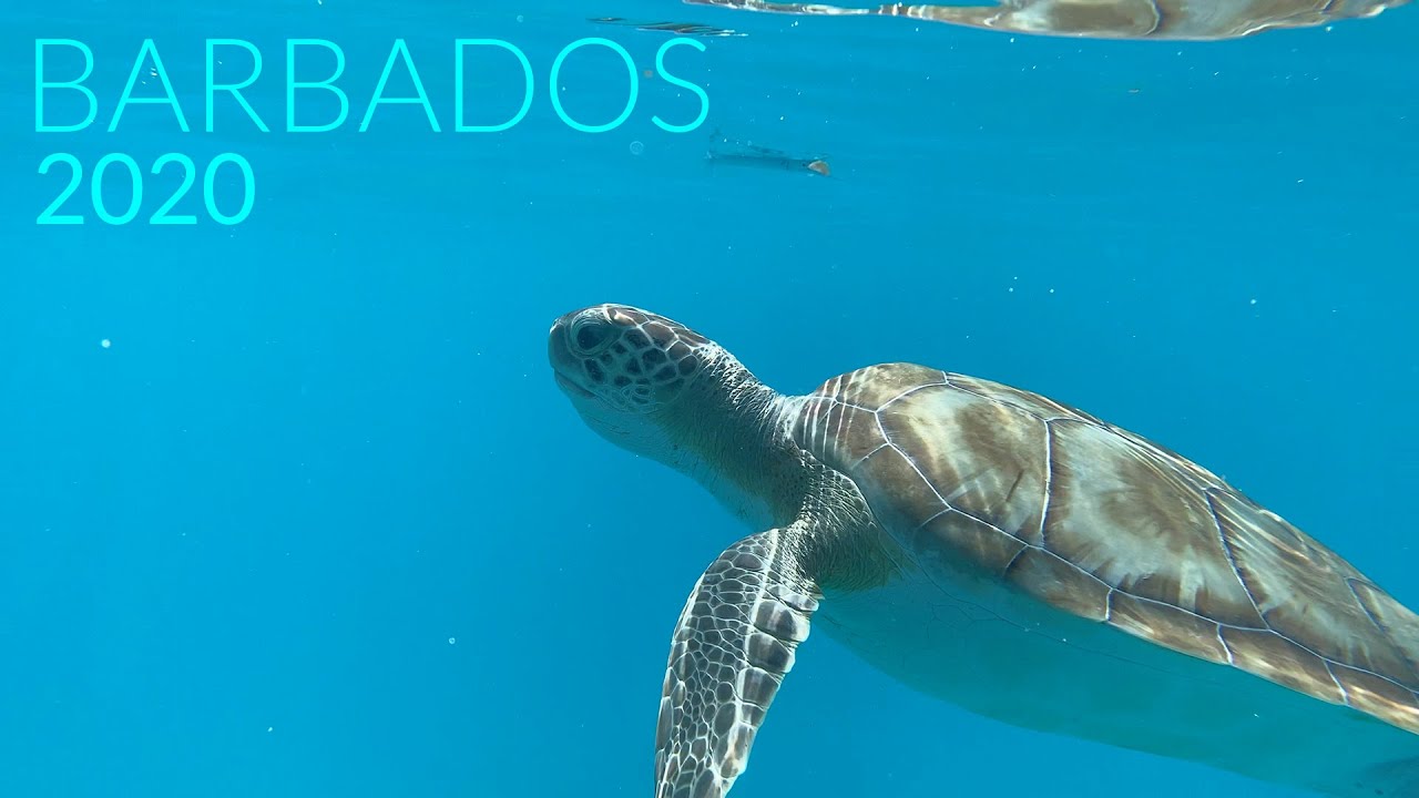 Barbados September 2020 | Turtles, Travelling & Timelapses