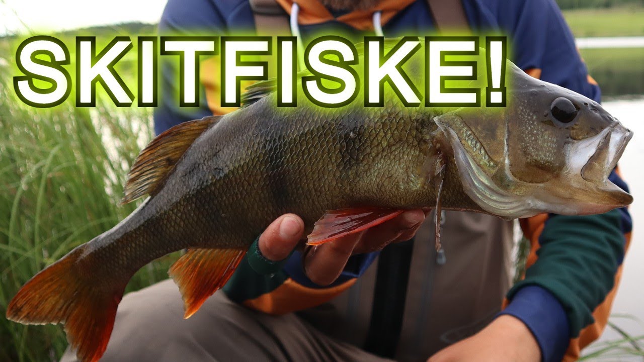 SKITFISKE I SORSELE!