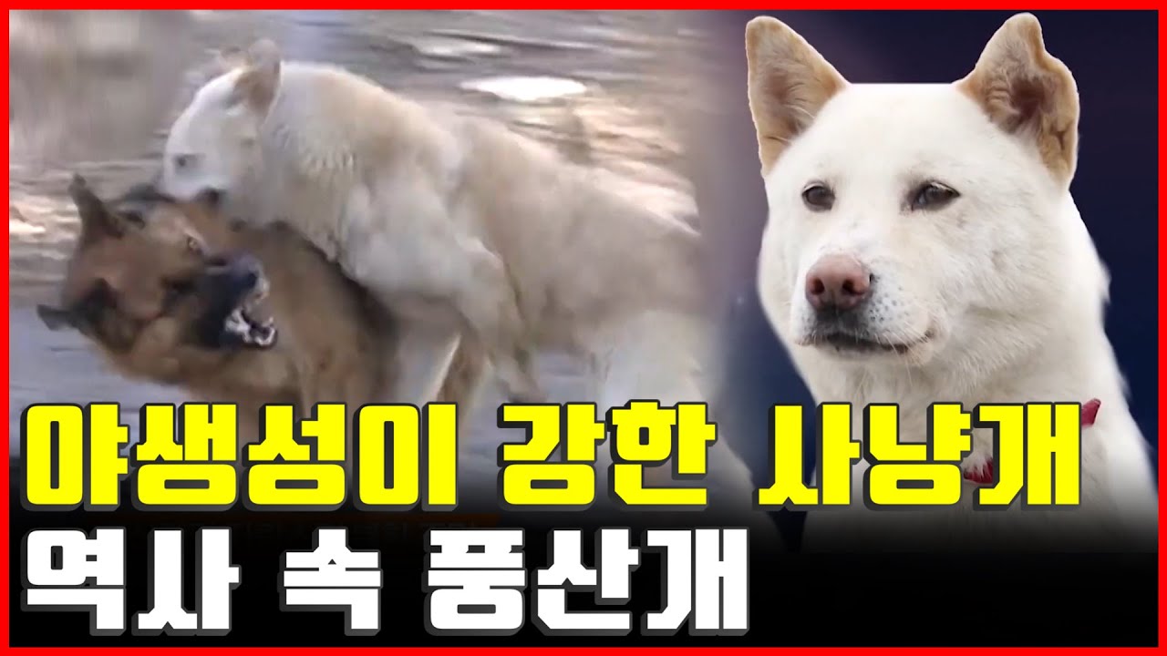 북한 국견 풍산개 셰퍼드와 싸움 늑대 본능 [김팀장의 북한확대경]