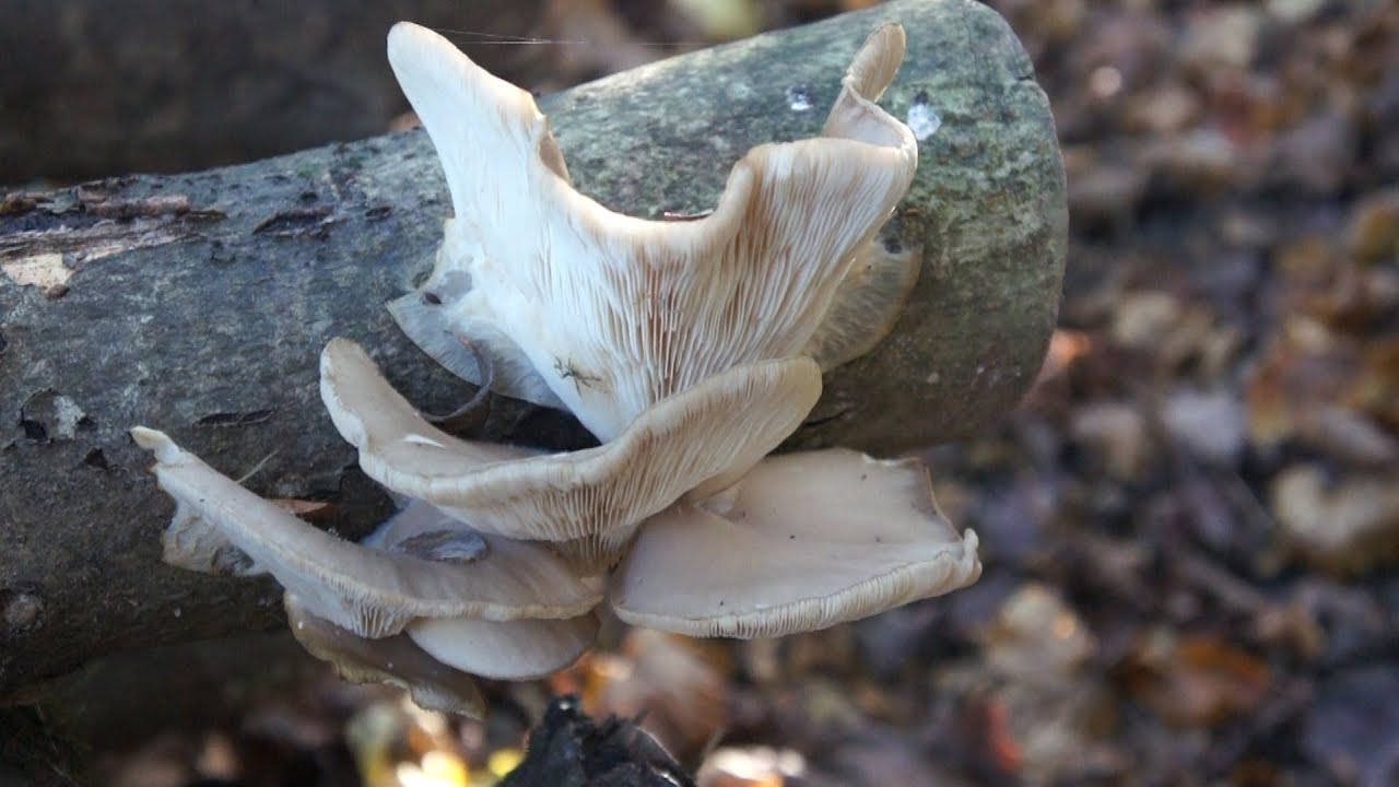 Faire pousser des champignons comestibles