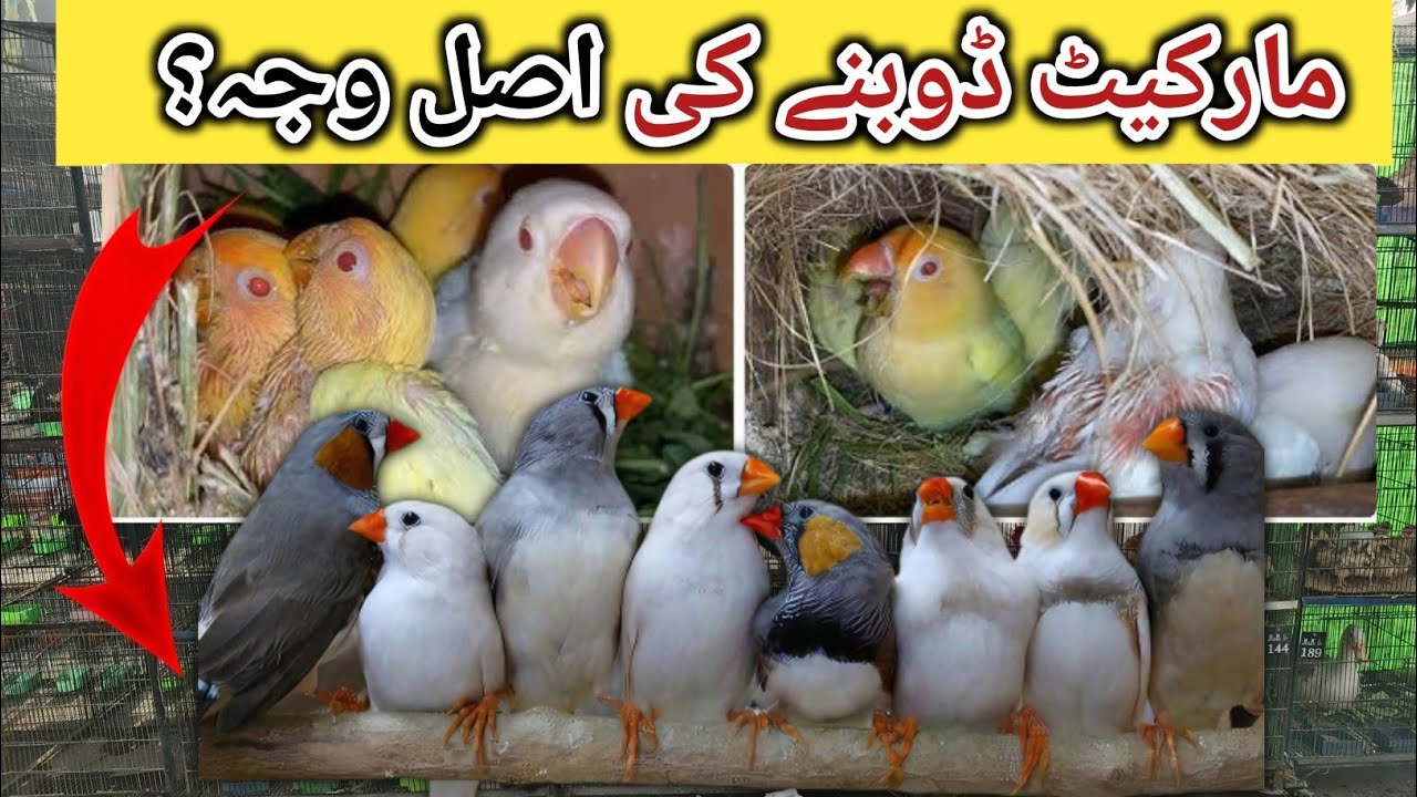 Birds Market Crash Reason | Birds Business tips in 2026