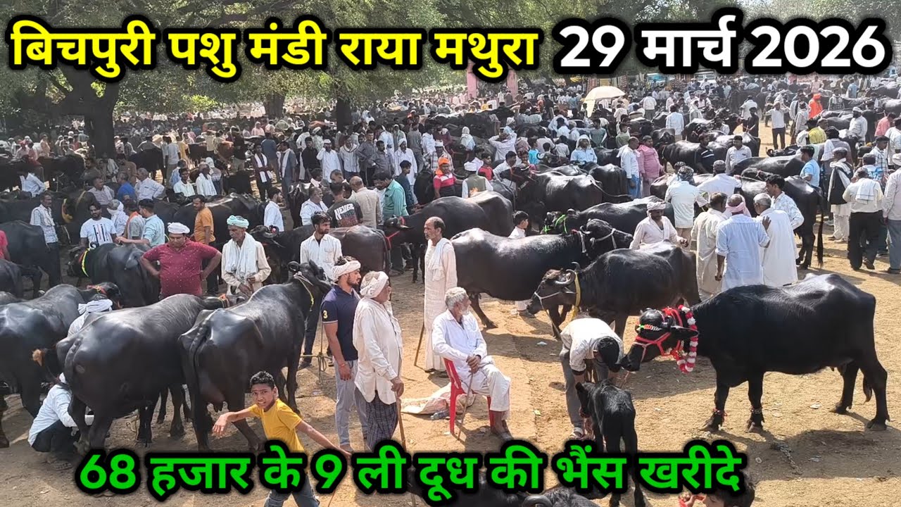 Bichpuri Animal Market ll 29 March 2026 ll Bichpuri Animal Market ll Buy 9 litre milk buffalo for 68 thousand 