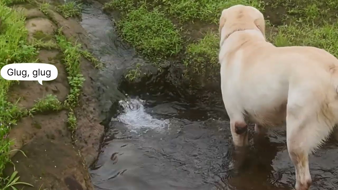 #DogTrek near #Kamshet -  my dog's behaviour astonishes amid boars & a bison carcass