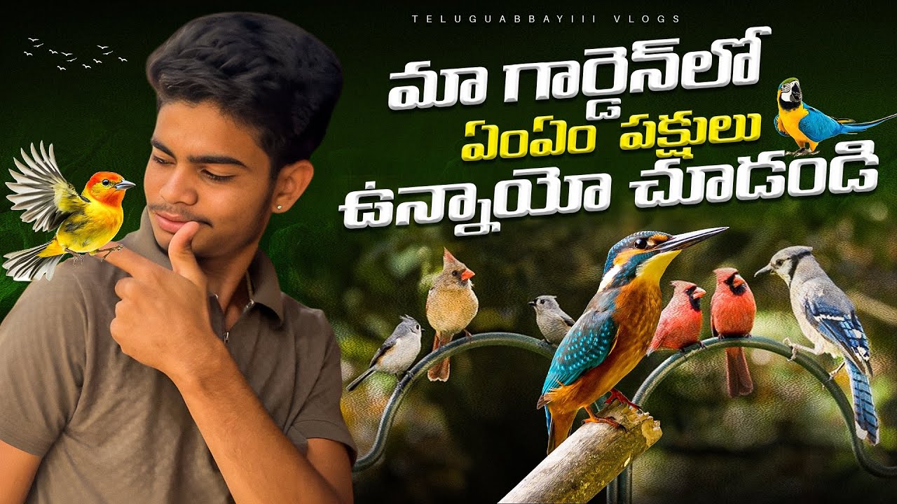 మా గార్డెన్ లో ఏం ఏం పక్షులు ఉన్నాయో చూడండీ | birds in my garden | birds video🦚🦜 | #birds #animals 