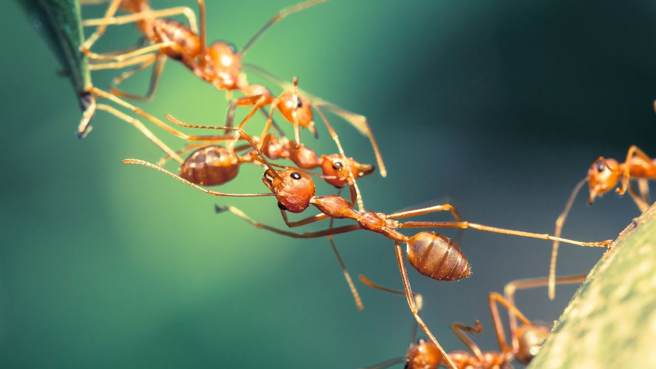 عالم النمل العجيب 🐜