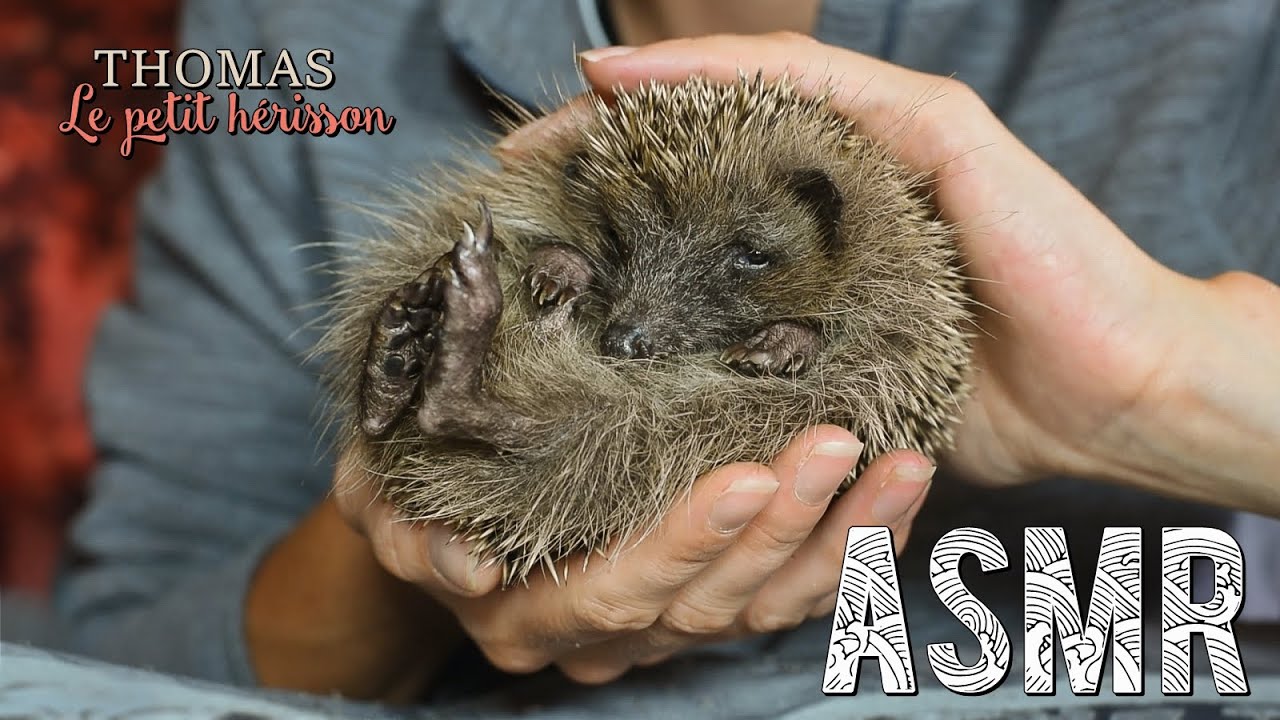 ASMR Français  ~ Thomas le Hérisson / Son histoire
