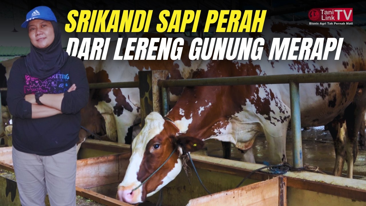 Bukan Peternak Biasa! Wanita Tangguh Ini Sukses Bangun Peternakan Sapi Perah di Desa