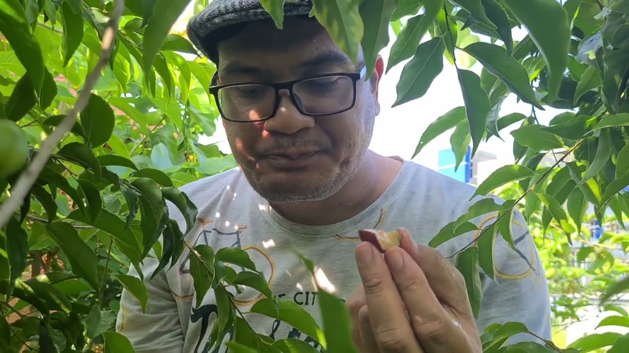 plum aussie berbuah lebat tanpa pupuk khusus