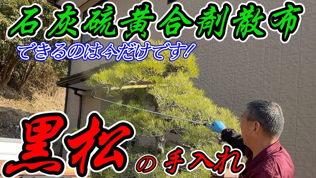 【黒松】冬にしか出来ない消毒があります。石灰硫黄合剤！！