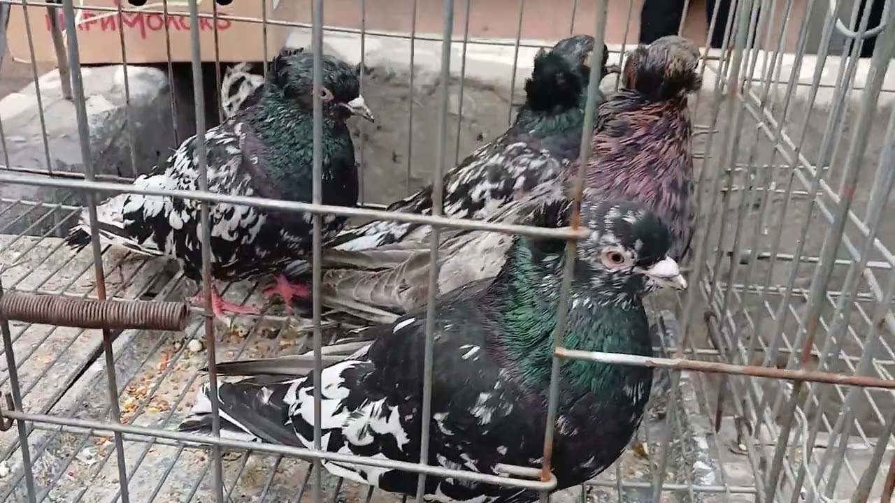 Каракамыш базар. г.Ташкент